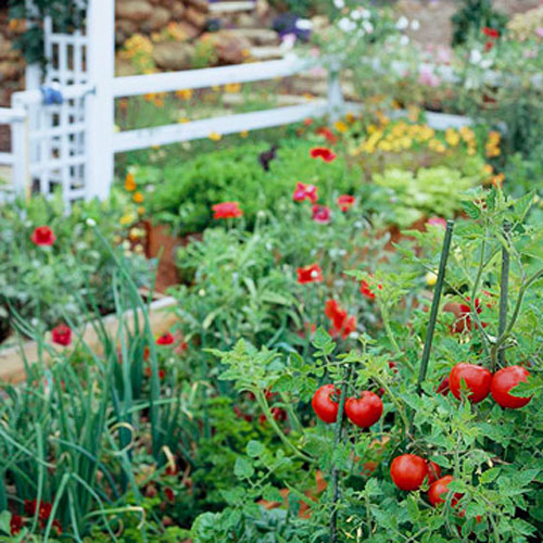 Cách làm vườn rau tại nhà xanh mướt đẹp mắt