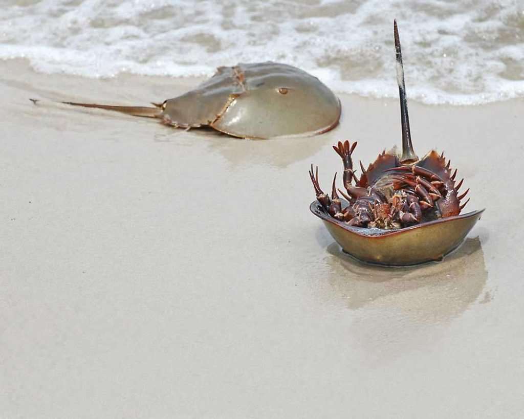 Con sam biển - Những điều thú vị & nguy hiểm bạn cần biết