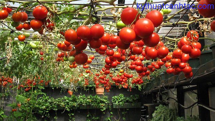 7 cách làm giàn cà chua đơn giản - kythuatcanhtac.com