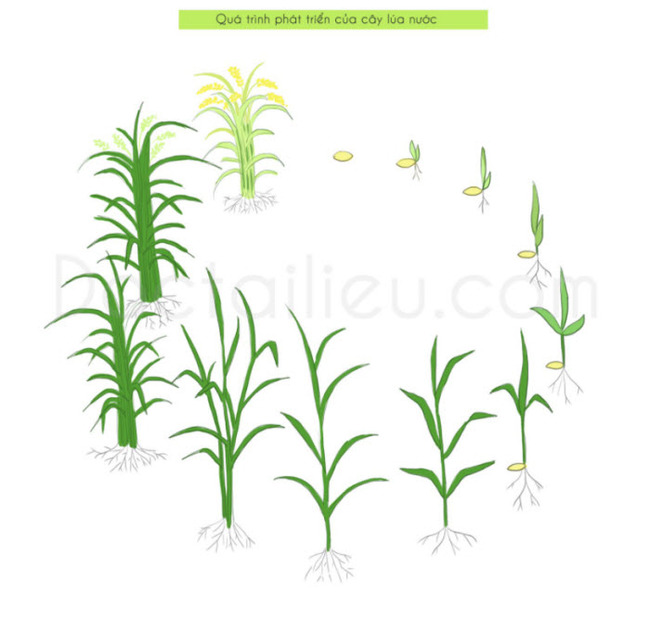 Thuyết minh về cây lúa: Hình ảnh quá trình phát triển